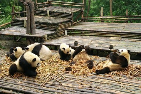 Chengdu Panda Base Tour og mere som din ønske