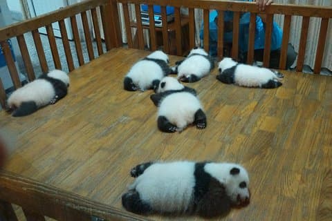 Private Chengdu Experience: Giant Panda's en het Sanxingdui-museum
