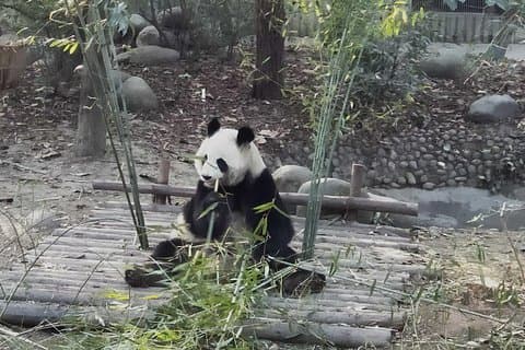 Private Day Tour van Chengdu City Overivew