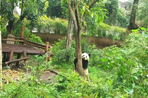 Chengdu Private Panda Trip med eftermiddag privat anpassad turné
