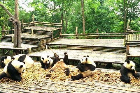 Private Chengdu Panda Base Tour voor een halve dag