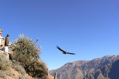 Excursión de un día completo desde Arequipa hasta el Cañón del Colca que termina en Puno