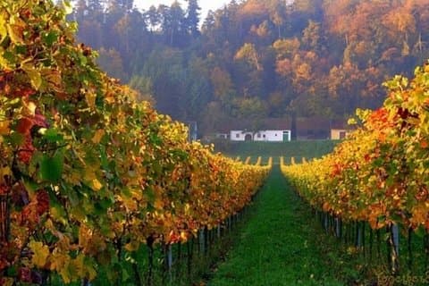 Auf der Villany Weinstraße, private Tour