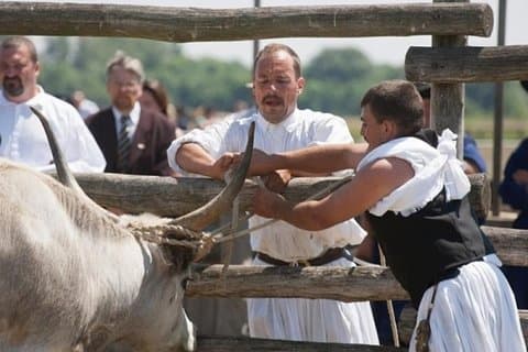 Die Puszta von Ungarn, besuchen Hortobagy und Debrecen, private Tour