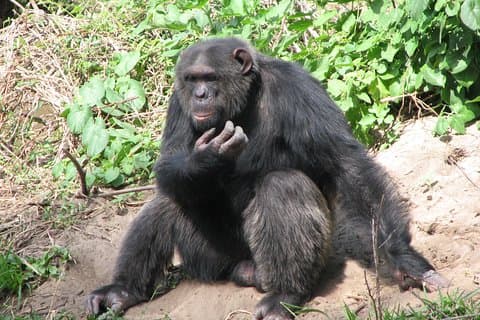 Excursão de dia inteiro à Ol Pejeta Conservancy e ao Santuário de Chimpanzés saindo de Nairóbi