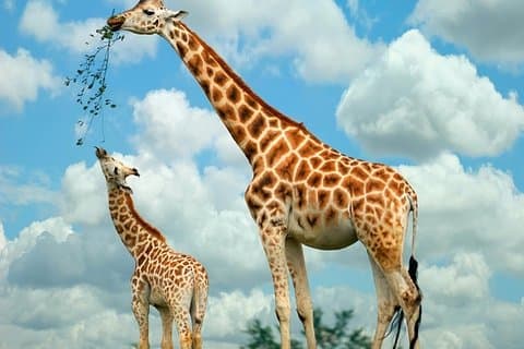 Faits saillants de Nairobi: Karen Blixen, excursion d'une journée à l'usine de perles et au centre des girafes