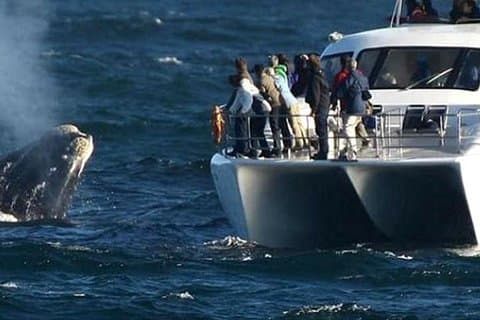 Día completo de avistamiento de ballenas y cata de vinos desde Ciudad del Cabo