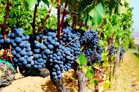 Pienza, Val d'Orcia, Montalcino wine and Pecorino cheese PRIVATE TOUR from SIENA
