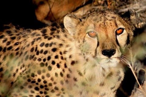 10-daagse Namibië Hoogtepunten Begeleide Tour vanuit Windhoek
