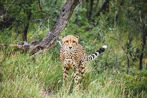 Full-Day Pilanesberg Nature Reserve and Sun City Tour from Johannesburg