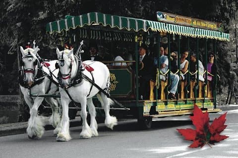 Stanley Park Horse Drawn Tour in Vancouver