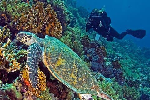Hurghada Daily Scuba Dive Trip