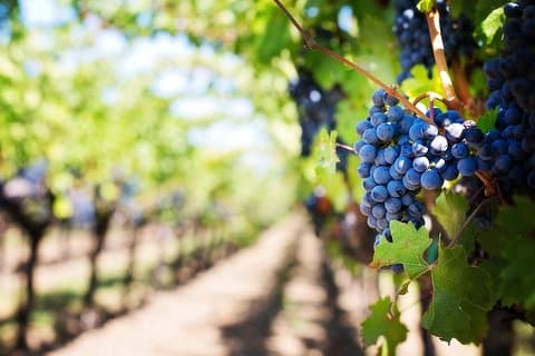 Full-Day Boutique Winery og vinsmaking tur fra Fez