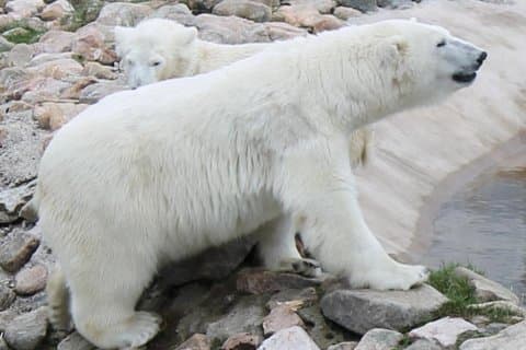 Buss till Ranua Zoo från Rovaniemi