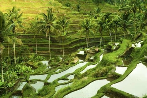 Bali Shore Excursion: Personnalisez les visites privées d'une journée