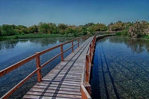 Excursión privada de día completo a la reserva Shaumari y el humedal Azraq desde Ammán