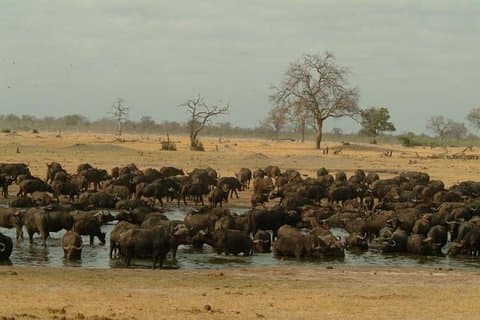 Ganztägige Hwange Nationalpark Tour von Victoria Falls