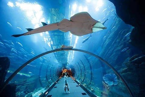 Moderne Dubai med Burj Khalifa og Dubai Aquarium Visit