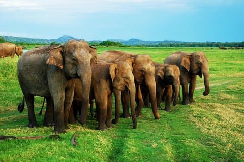 Minneriya Jeep Safari fra Habarana Hotels