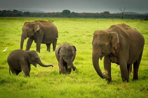 Udawalawe Safari Private Dagstur fra Bentota og Kalutara Områder