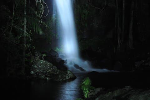 Evening Rainforest & Glow Worm Tour fra Gold Coast