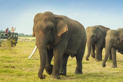 Minneriya National Park Privat Safari från Habarana