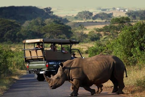 Escursione a terra di Richards Bay: safari Hluhluwe privato per piccoli gruppi