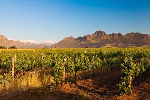 Stellenbosch Wine Tour halvdag från Kapstaden