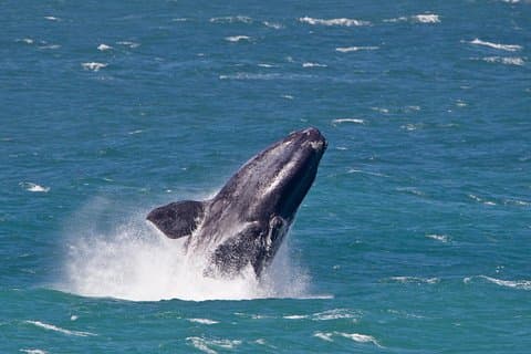 Excursión de un día de observación de ballenas Hermanus desde Ciudad del Cabo