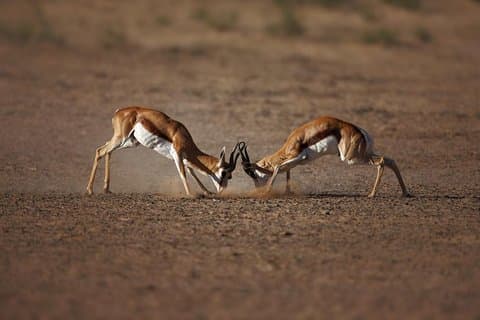 Aquila Big Five Game Reserve Safari with lunch from Cape Town