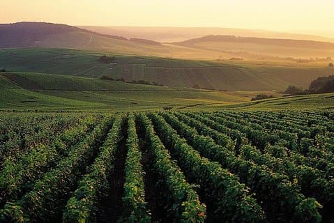 Tour privato di un giorno nella regione di Champagne