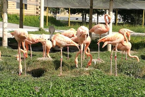 Private Full Day Tour til Harbin Beifang Forest Zoo og valgfri Seafood Dinner