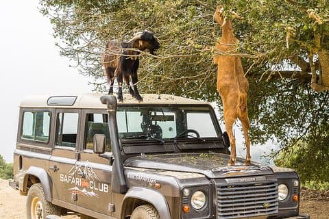 Safari Club Minoïsche Route met Lunch