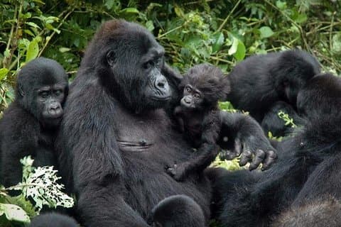 3-tägige Gorilla-Trekkingtour