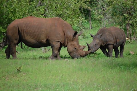 Half-Day Nature Walk i Mosi-oa-Tunya National Park fra Livingstone