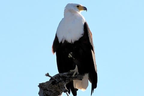 Half-Day Birding Tour of Livingstone