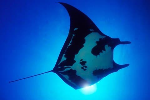 2 Tankduik voor gecertificeerde duikers Cabo San Lucas Marine Park