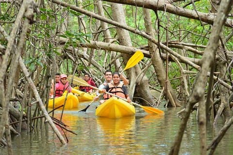 Excursion en kayak dans les mangroves de l'île de Damas au départ de Manuel Antonio