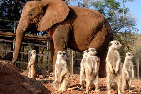 Elephant Sanctuary Tour from Johannesburg or Pretoria