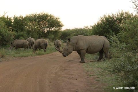 2-Days Pilanesberg best chance to view "Big 5" with private extended safari