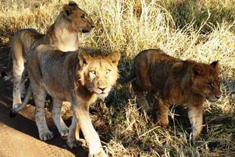 Neushoorn- en Leeuwenpark om nog veel meer dieren te zien in de buurt van Johannesburg