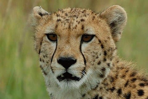 Ann Van Dyk Cheetah Centre un progetto di conservazione emozionante!
