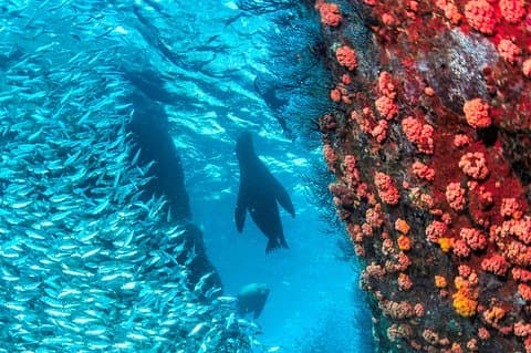 Espiritu Santo-eiland Snorkel- en zeeleeuwenavontuur