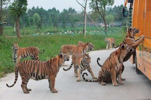 Badaling Wildlife World Private Tour fra Beijing
