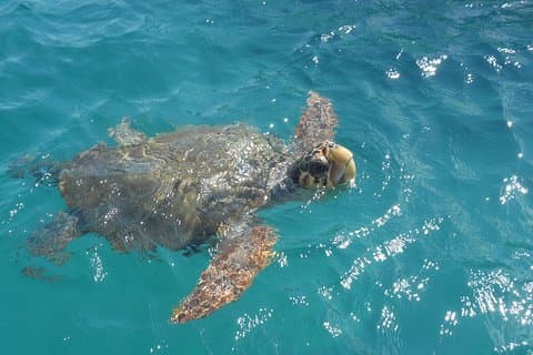 Croisière d’observation des tortues à Zante