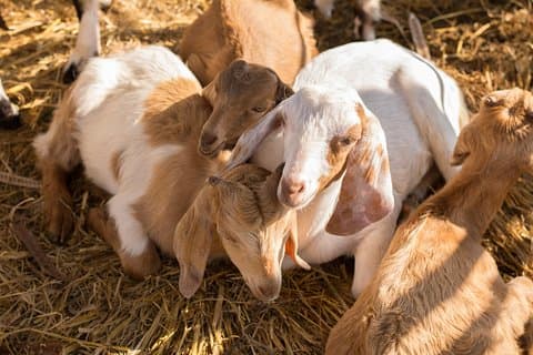 Private Tour durch die Tschechische Vulkanberge und Ziegenfarm ab Prag