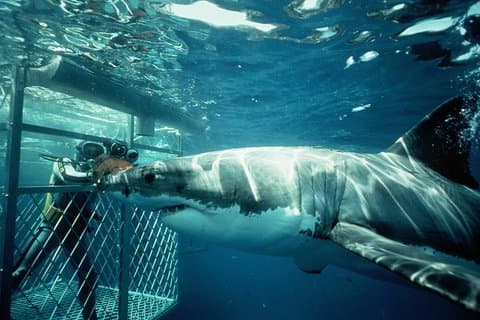 Plongée sous-marine d'une journée complète Transfert aller-retour guidé à Gansbaai depuis Le Cap