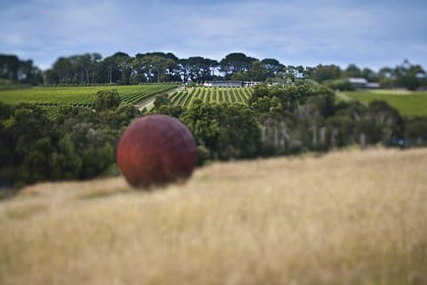 Estate to Plate: Montalto Vineyard Gourmet Lunch and Wine-Tasting Tour