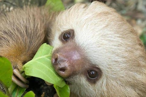 Sloths Lovers Tour. Excursión a Puerto Limón