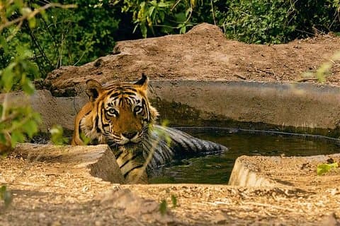 Sariska Tiger Reserve Assistance for Gypsy Private Safari Tickets